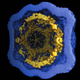 Illustration for article titled A 3-D Look Inside A Virus